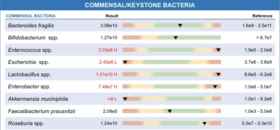 Sample GI-MAP commensal and keystone bacteria results showing bacteria names, measured levels, reference ranges, and high and low markers